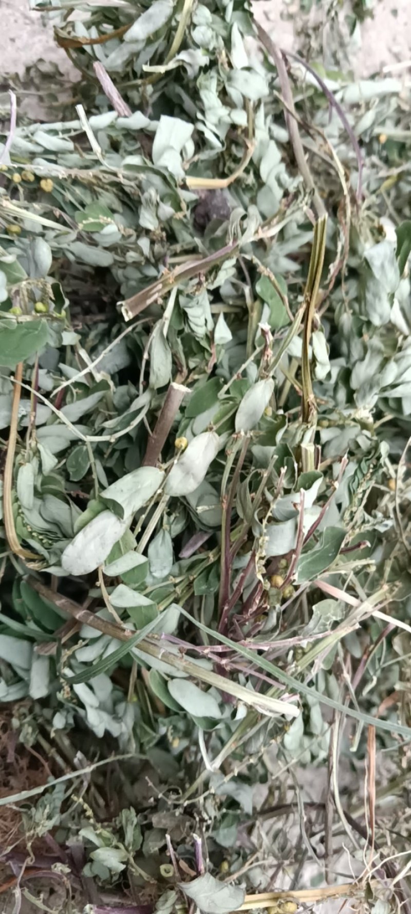 叶下珠；段子；整棵