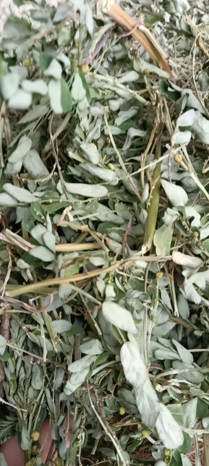 叶下珠；段子；整棵