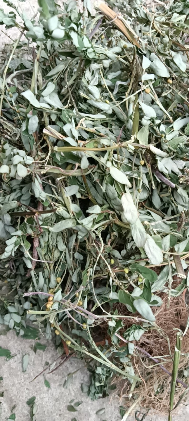 叶下珠；段子；整棵