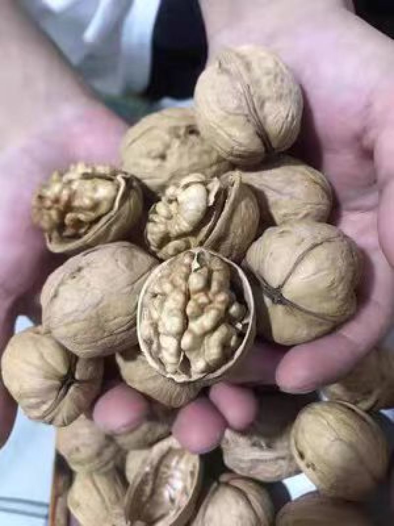 当季新货新疆正宗185纸皮核桃20斤一箱
