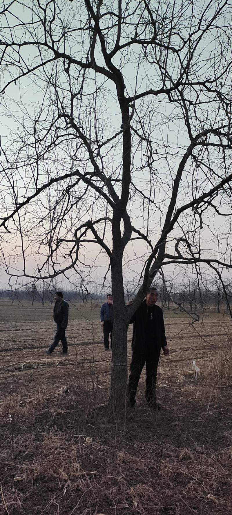 枣树苗
