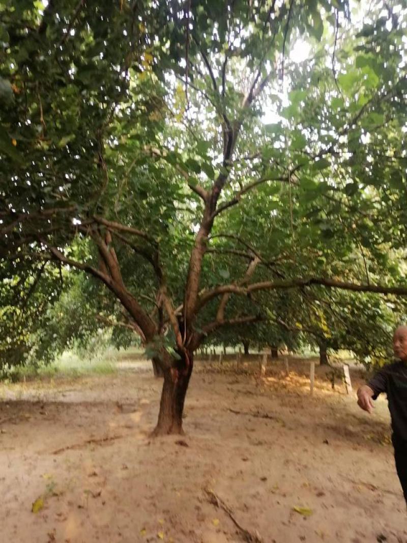 桑树苗