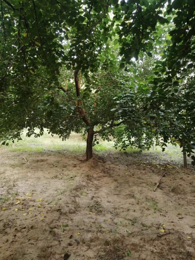 桑树苗