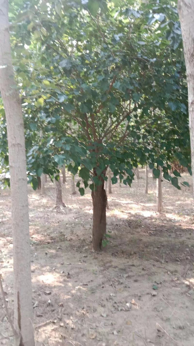 桑树苗