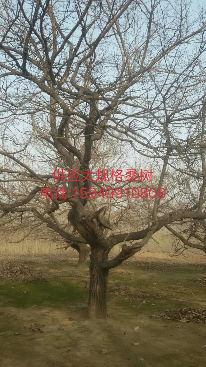 桑树苗