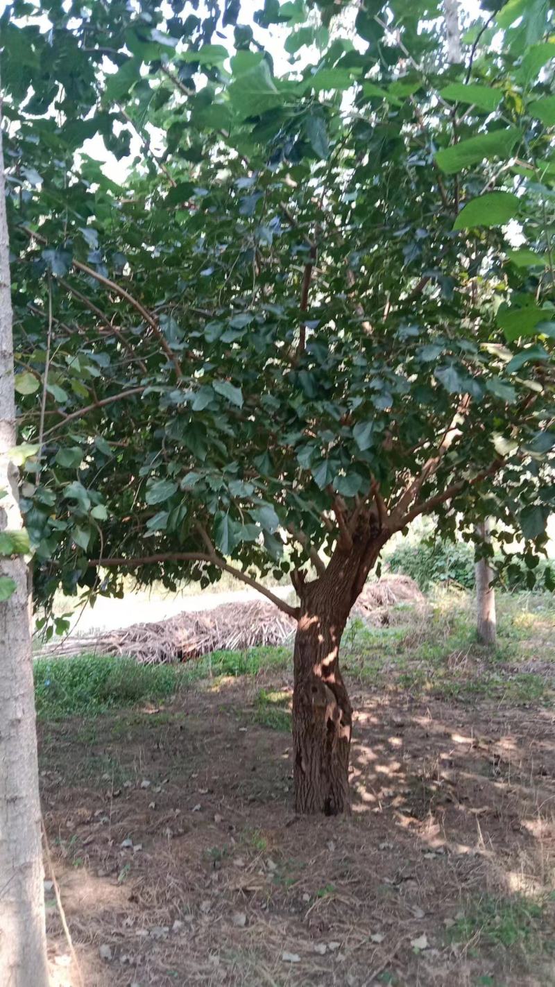 桑树苗