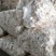 杏鲍菇菇片菇皮鲜品价格以当天价格为准