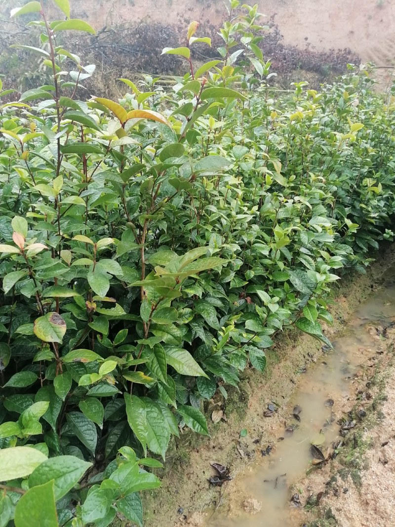 大果红花油茶苗批发基地高产量球果一到三斤榨油观赏两用