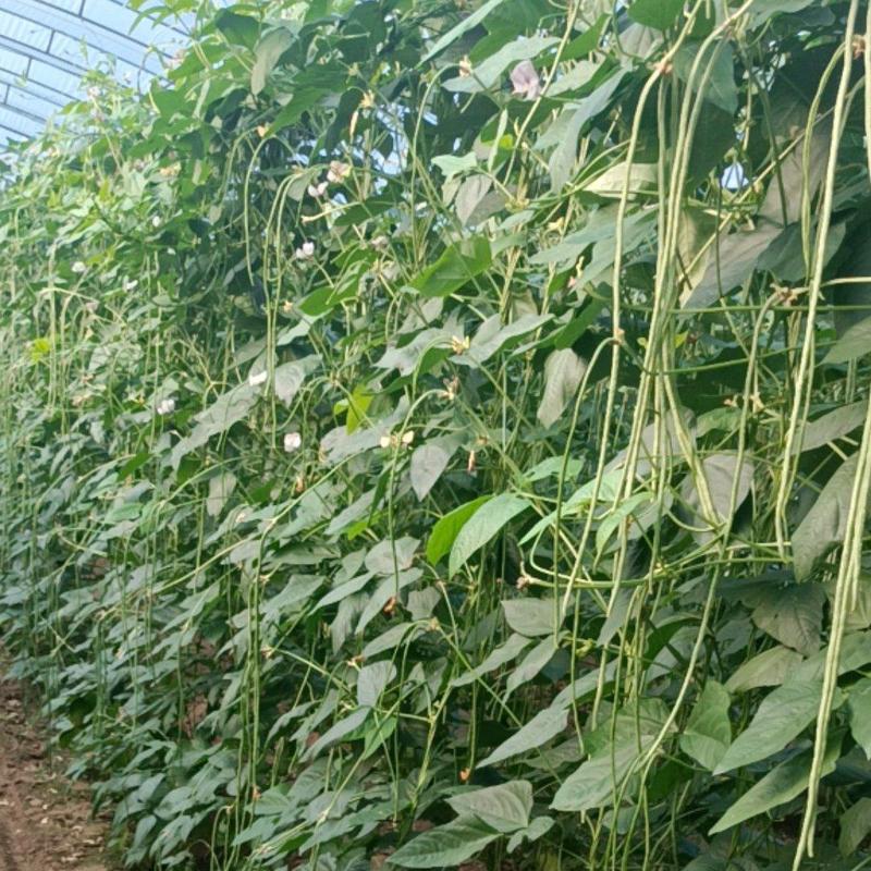 阜城县蔬菜种植基地！豆角大量上市！大棚种植品质好条顺！