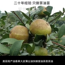 油王品种批发基地嫁接三华油茶高成活林下经济提产提香销售