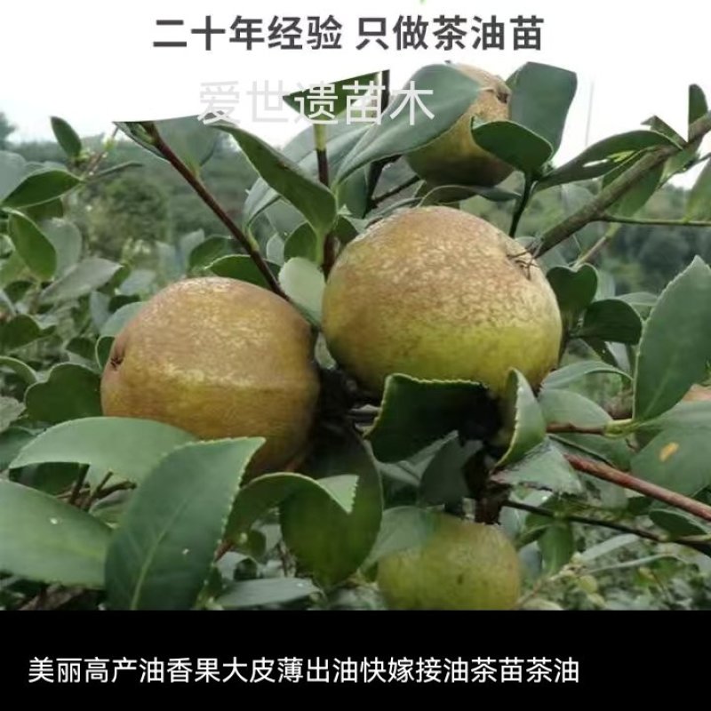 油王品种批发基地嫁接三华油茶高成活林下经济提产提香销售