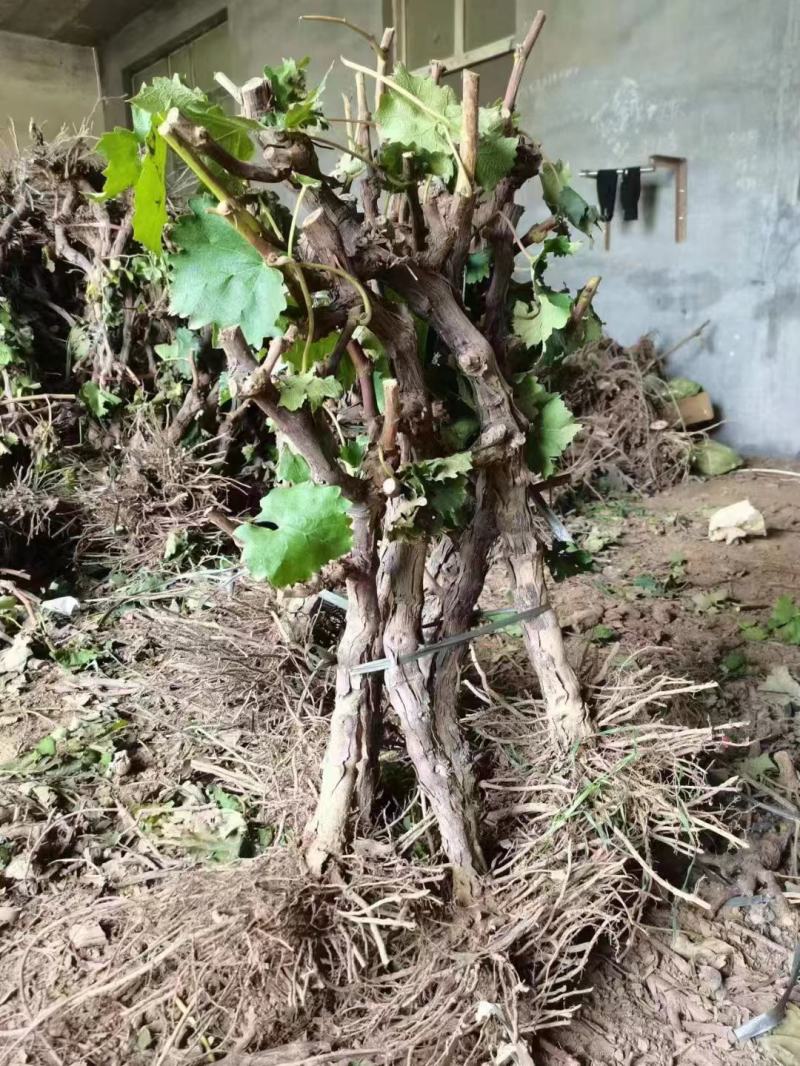 占地葡萄树淘宝葡萄树，质量好，价格实惠，