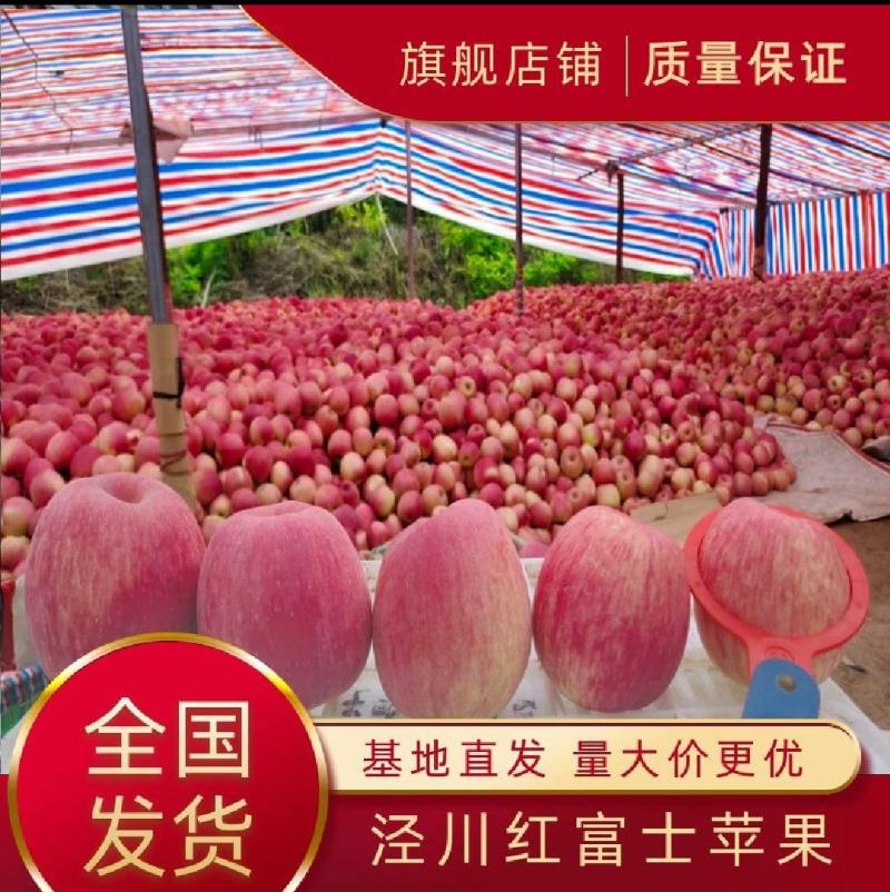 甘肃红富士苹果，开始采摘了，量大从优