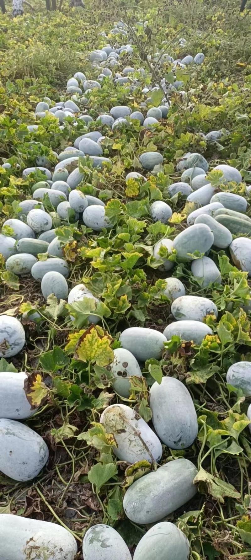【推荐】开封自家种植300吨水果冬瓜大量上市一手货源全国发货