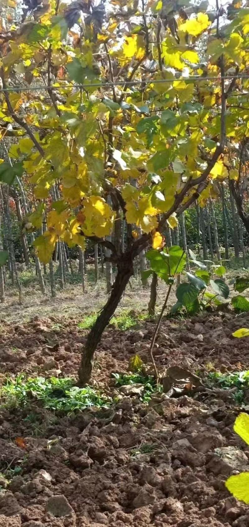 占地葡萄树淘宝葡萄树，质量好，价格实惠，