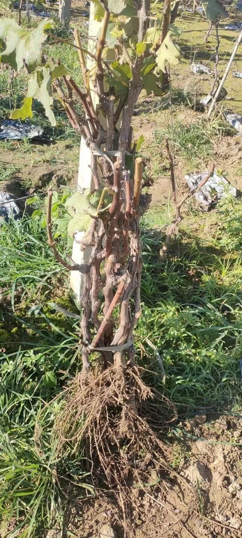 占地葡萄树淘宝葡萄树，质量好，价格实惠，