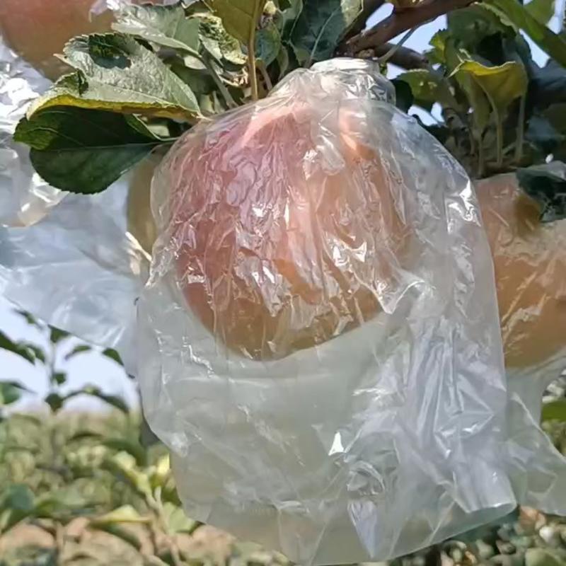 膜袋红富士苹果，翠甜