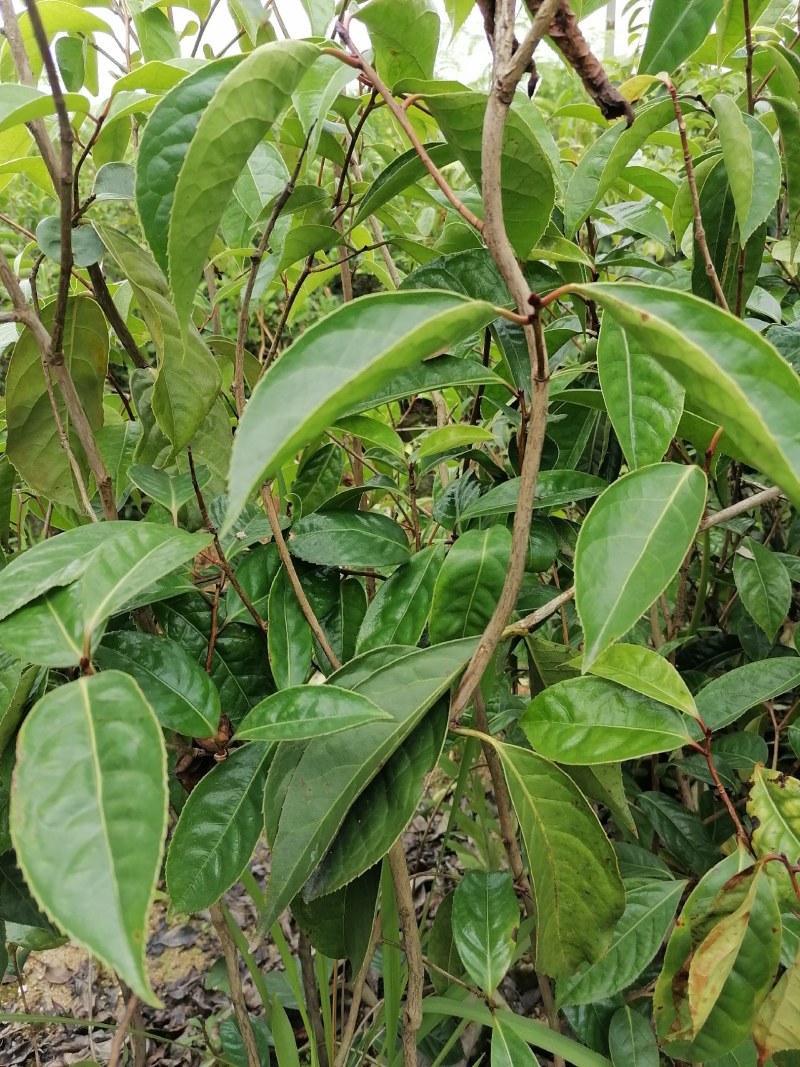 大果红花油茶苗批发基地高产量球果一到三斤榨油观赏两用