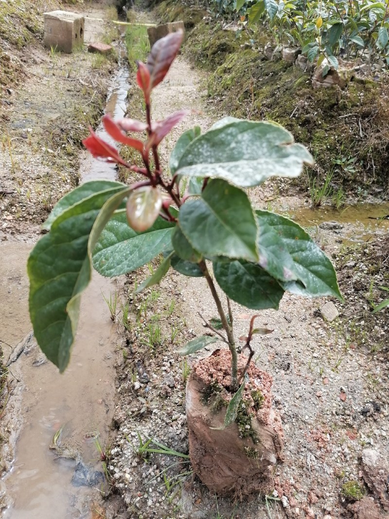 大果红花油茶苗批发基地高产量球果一到三斤榨油观赏两用