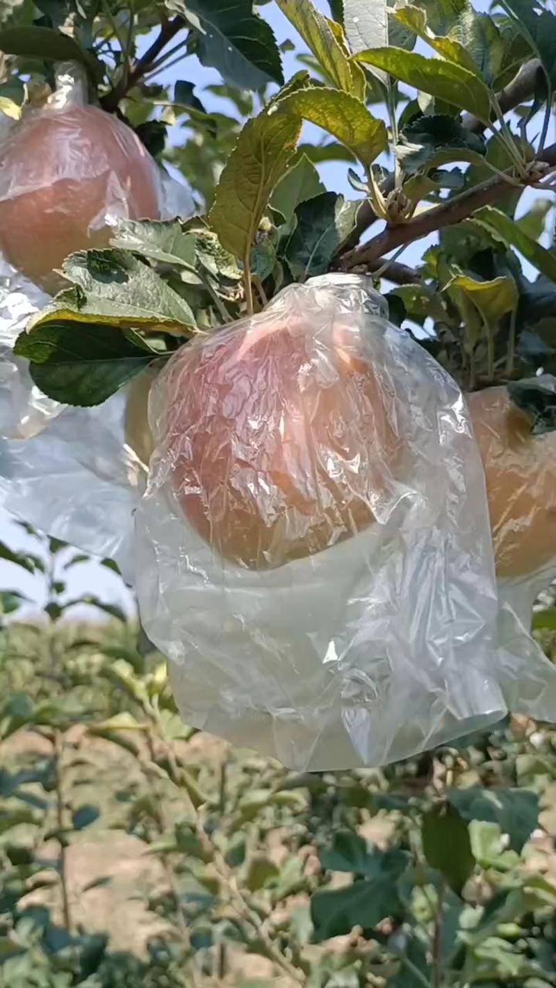 膜袋红富士苹果，翠甜