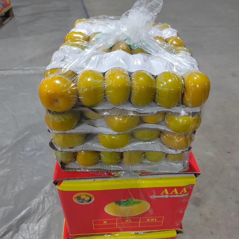 广西桂林恭城高山脆柿产地直发质量保证欢迎来咨询订购