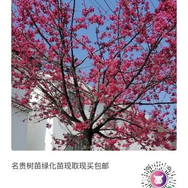 名贵树苗绿化苗金丝楠木荷木枫香赤皮青冈油松杉现取现买