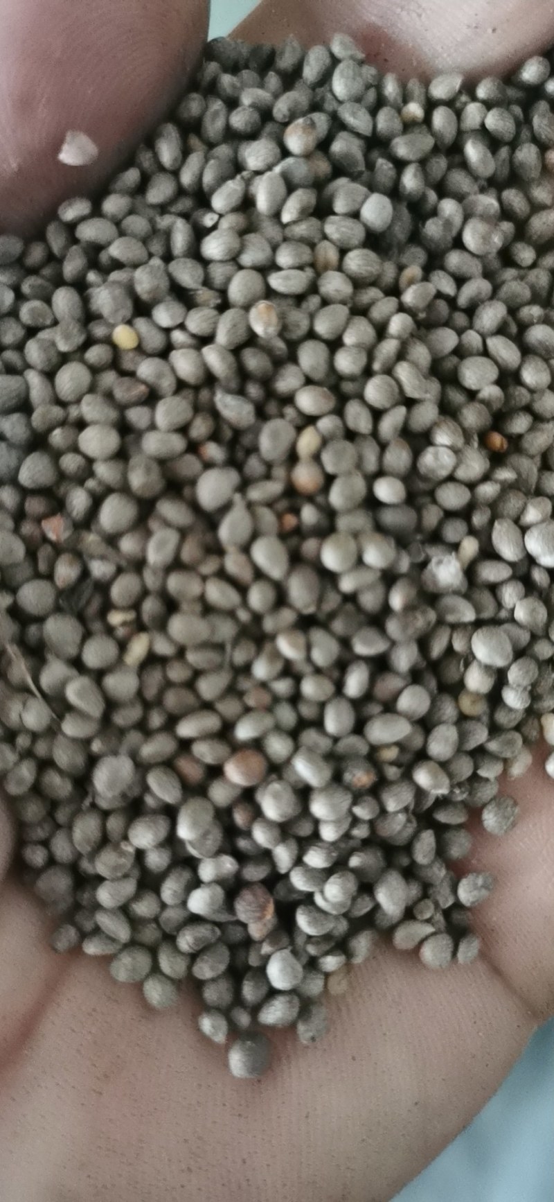 苏子