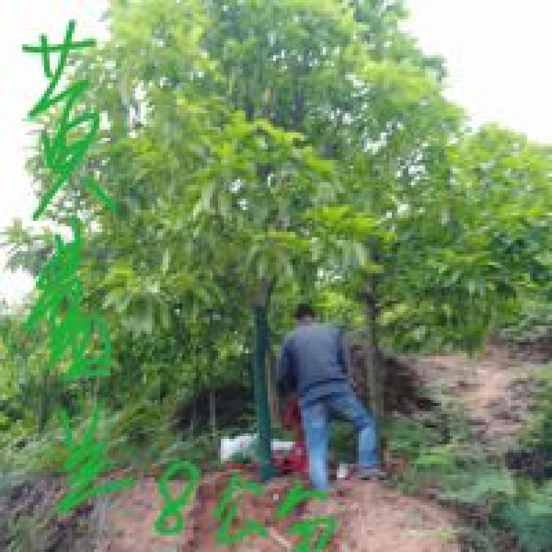 黄角兰，白兰，四川宜宾苗农，小苗，5一20普货有量。