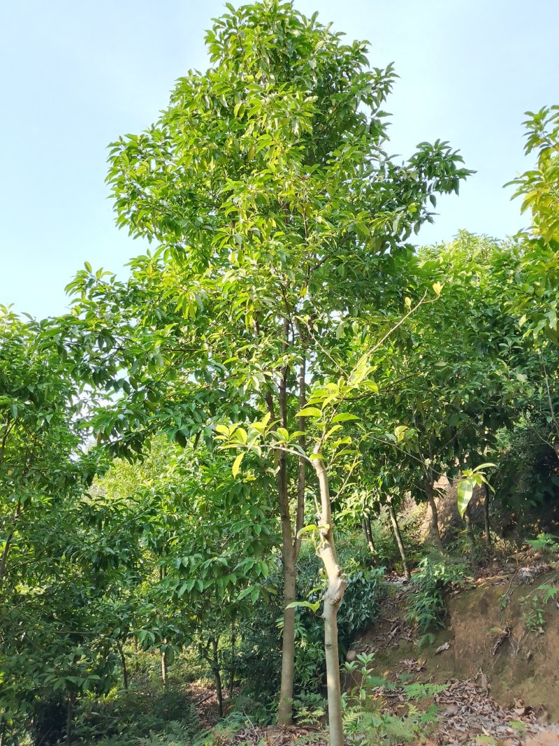 黄角兰，白兰，四川宜宾苗农，小苗，5一20普货有量。