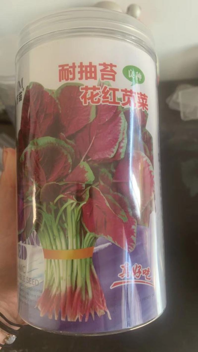 大叶红苋菜种子，耐抽苔，产量高，