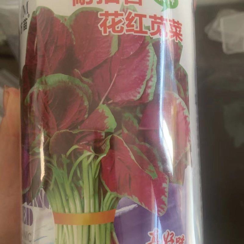 大叶红苋菜种子，耐抽苔，产量高，