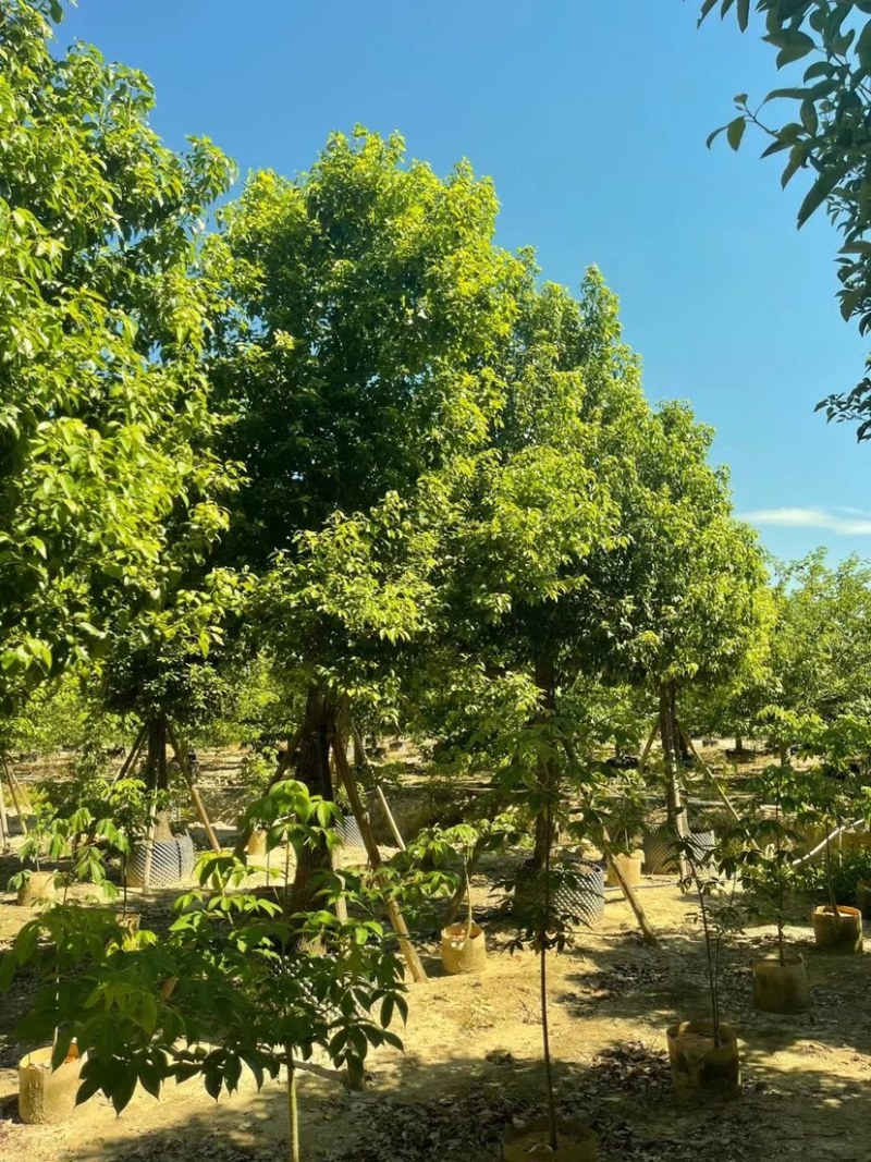 广东普宁供应各种规格香樟欢迎各位老板咨询