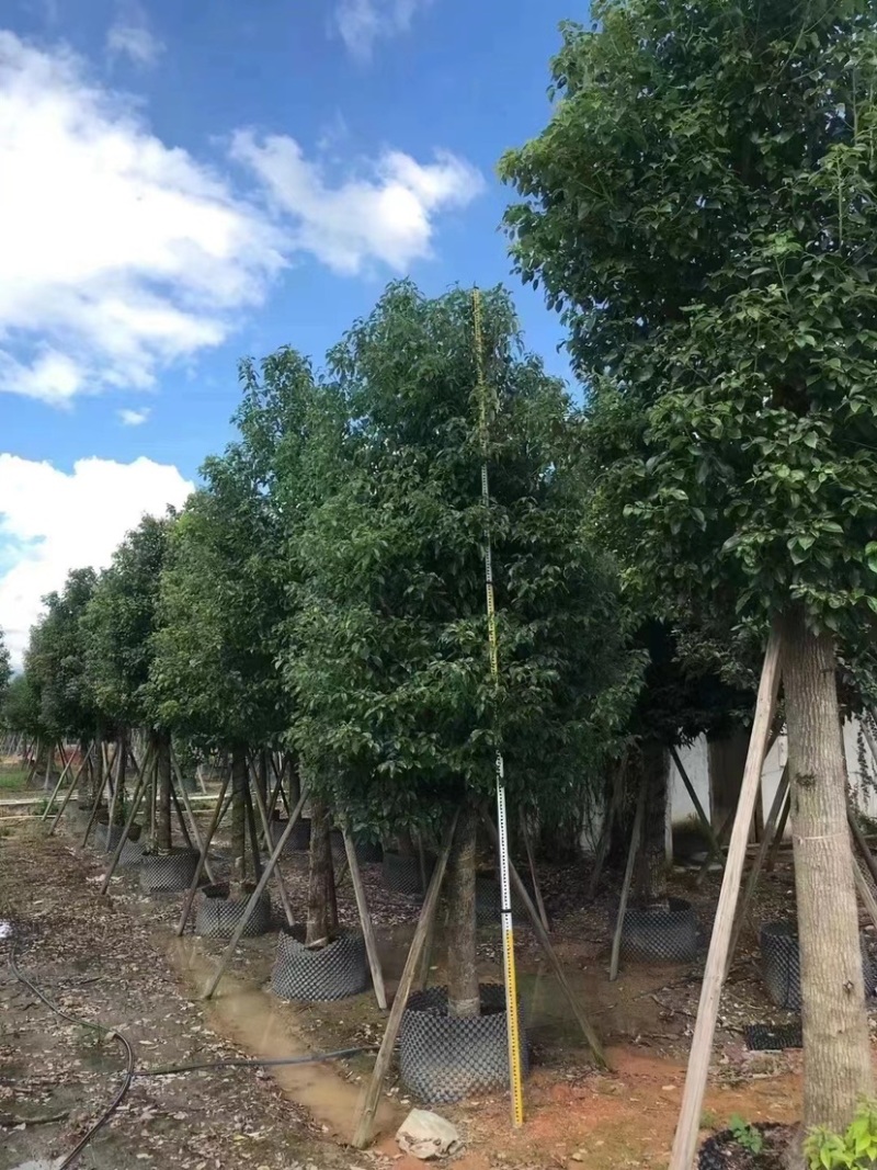 广东普宁供应各种规格香樟欢迎各位老板咨询
