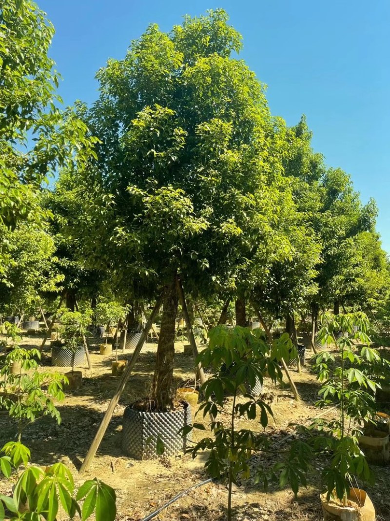 广东普宁供应各种规格香樟欢迎各位老板咨询
