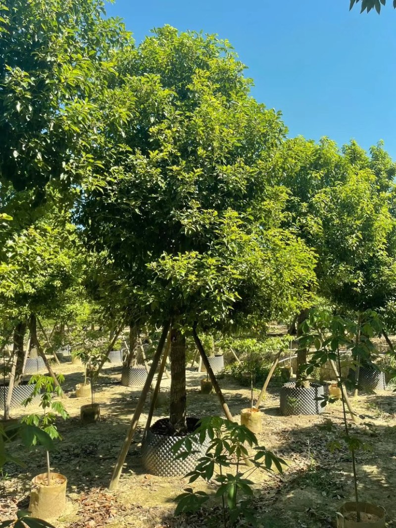 广东普宁供应各种规格香樟欢迎各位老板咨询