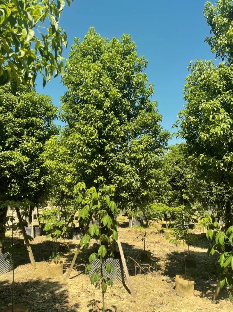 广东普宁供应各种规格香樟欢迎各位老板咨询