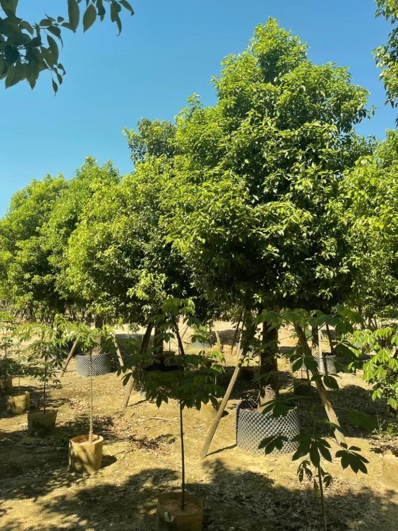 广东普宁供应各种规格香樟欢迎各位老板咨询