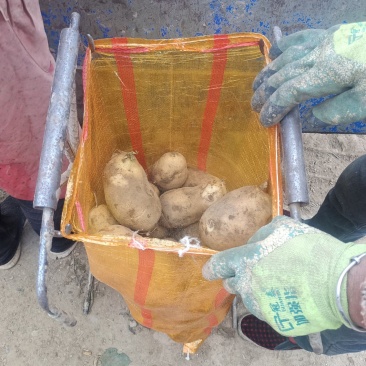 甘肃定西土豆，大量上市，需要联系