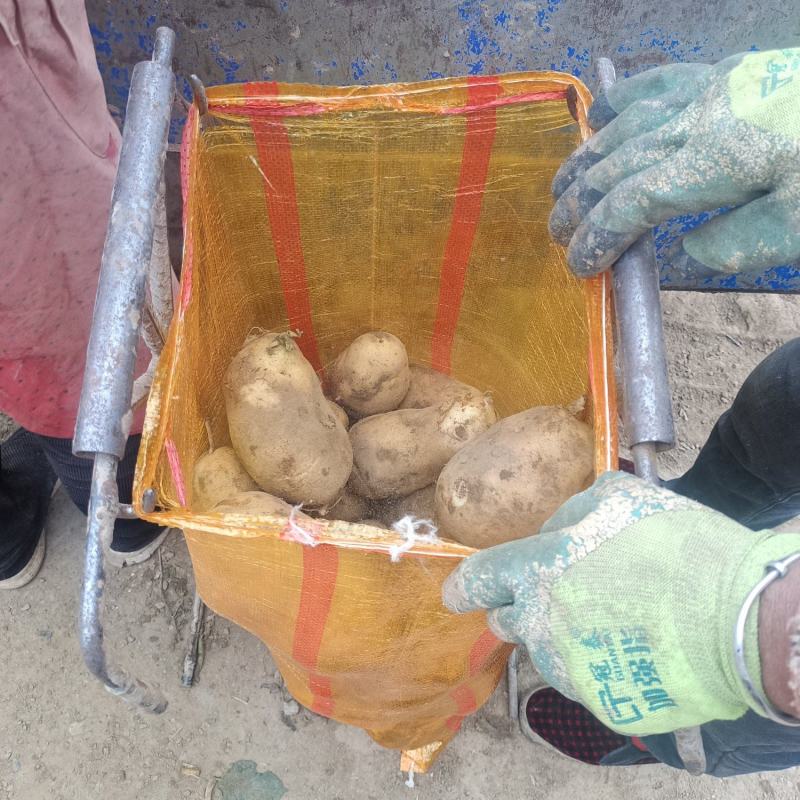 甘肃定西土豆，大量上市，需要联系