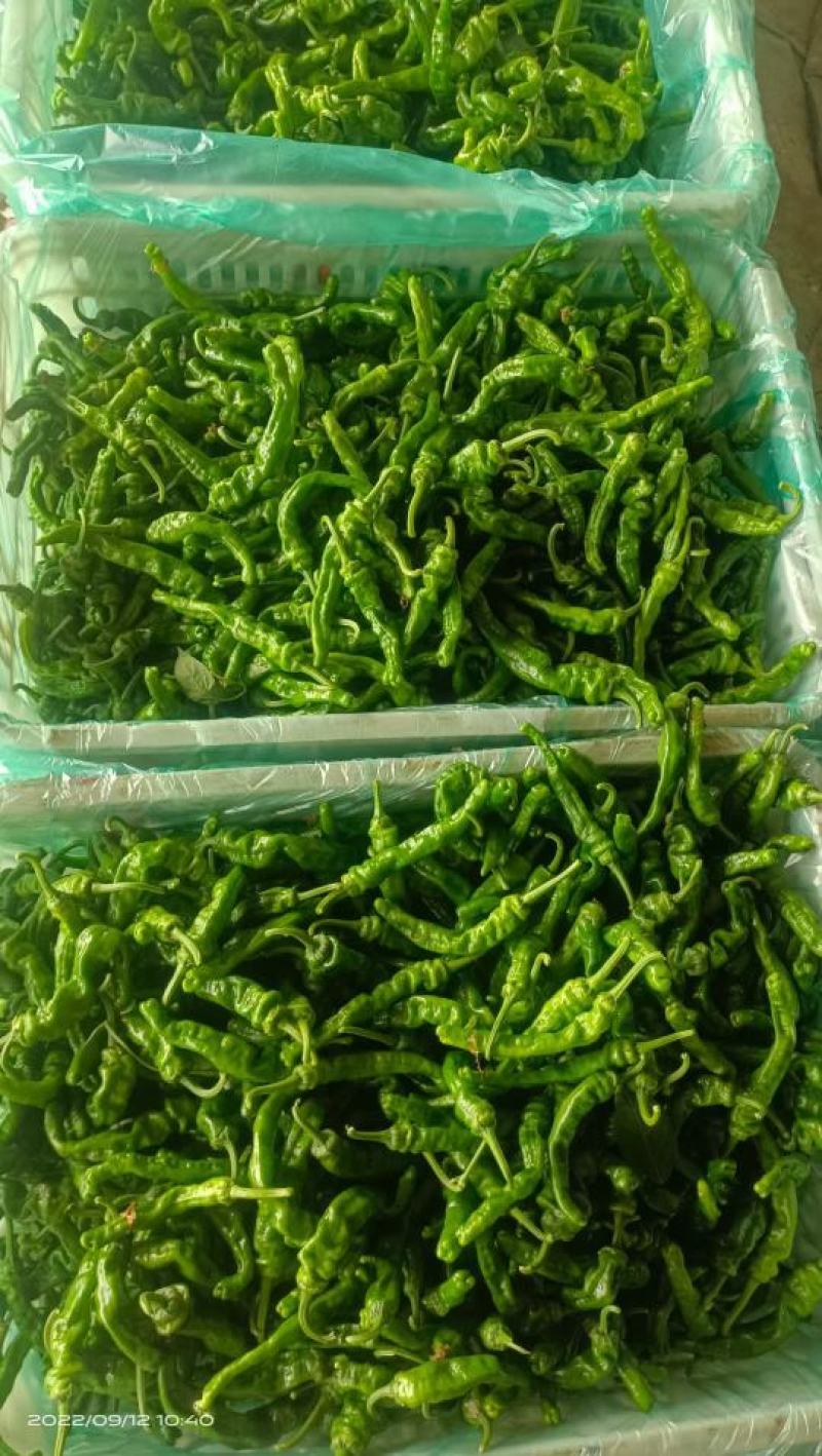山东临沂费县鲜辣椒，薄皮椒，螺丝椒，小皱皮，301尖椒，
