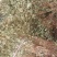 鱼腥草2023年6月新货现货三万多斤大量批发包邮