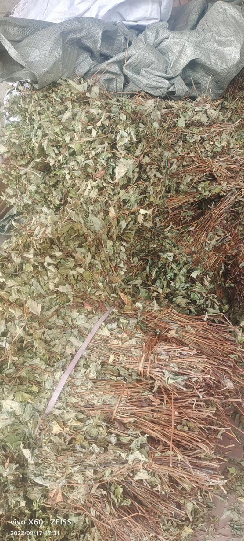 鱼腥草2023年6月新货现货三万多斤大量批发包邮