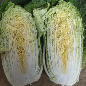 黄心白菜