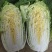 黄心白菜