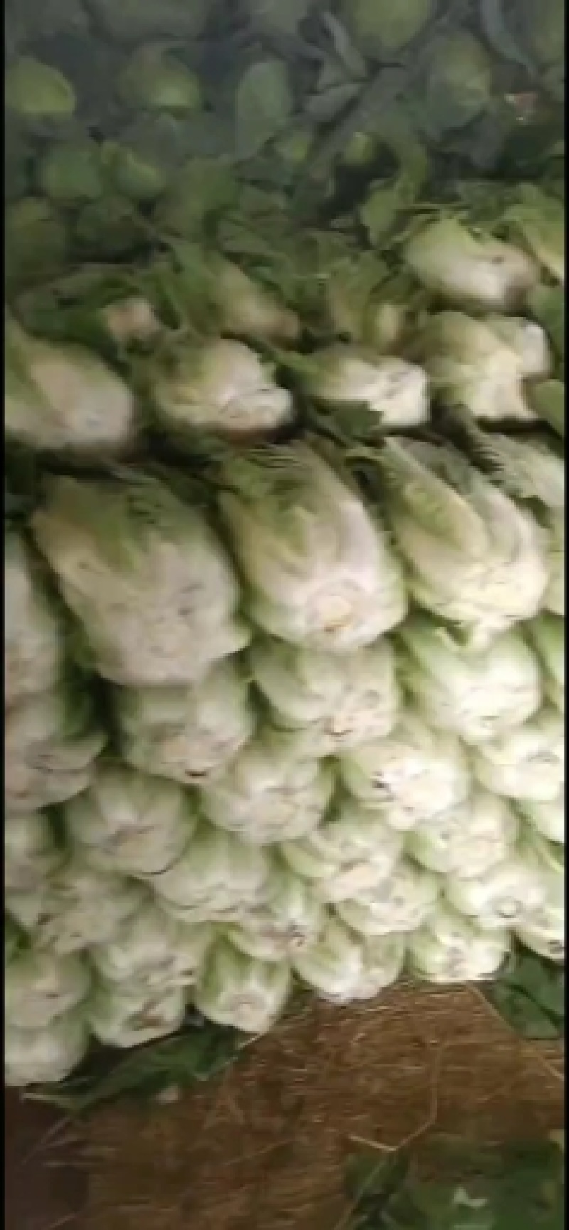 黄心白菜