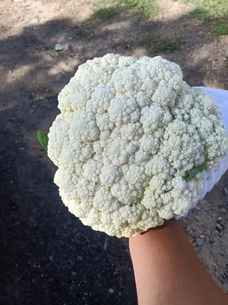 有机花菜大量上市，产地直发，新鲜采摘，欢迎各地客商联系