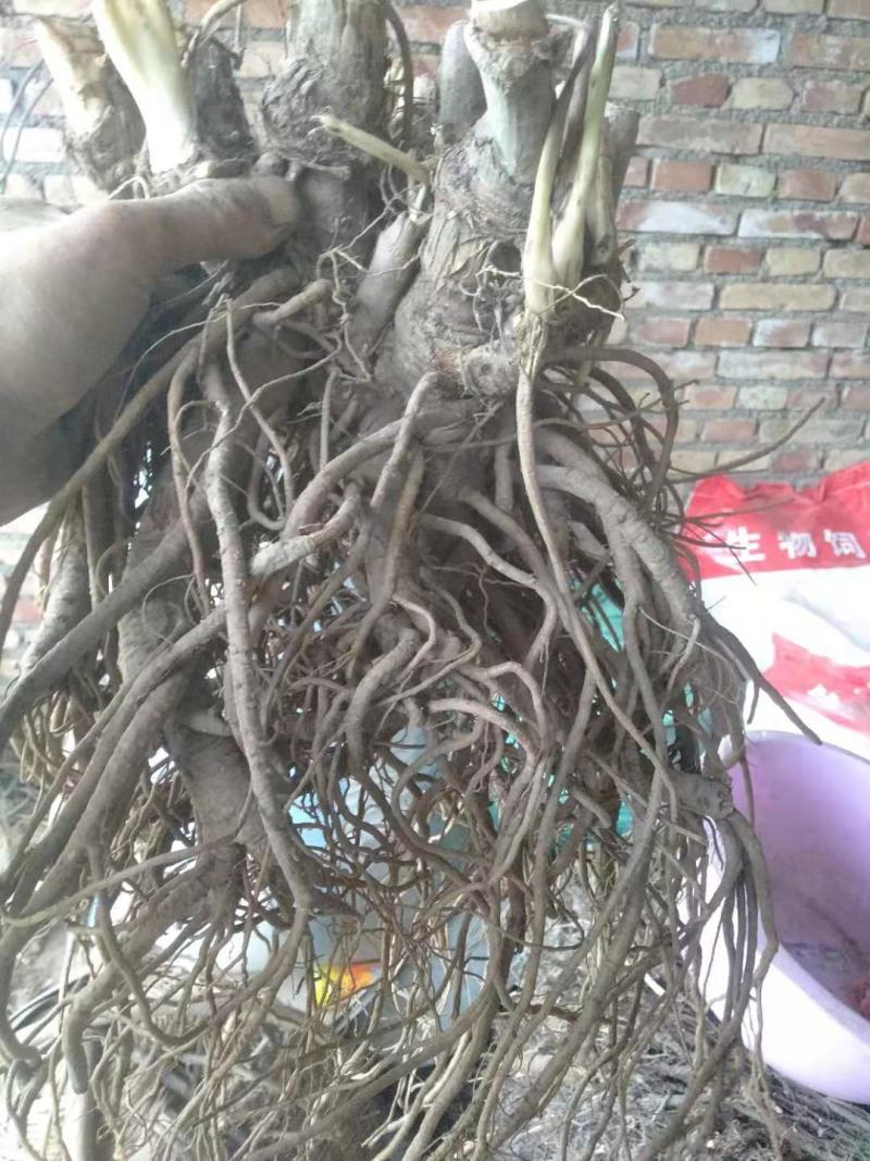 独活柴独来自甘肃千年药库产地源头供货自产自销