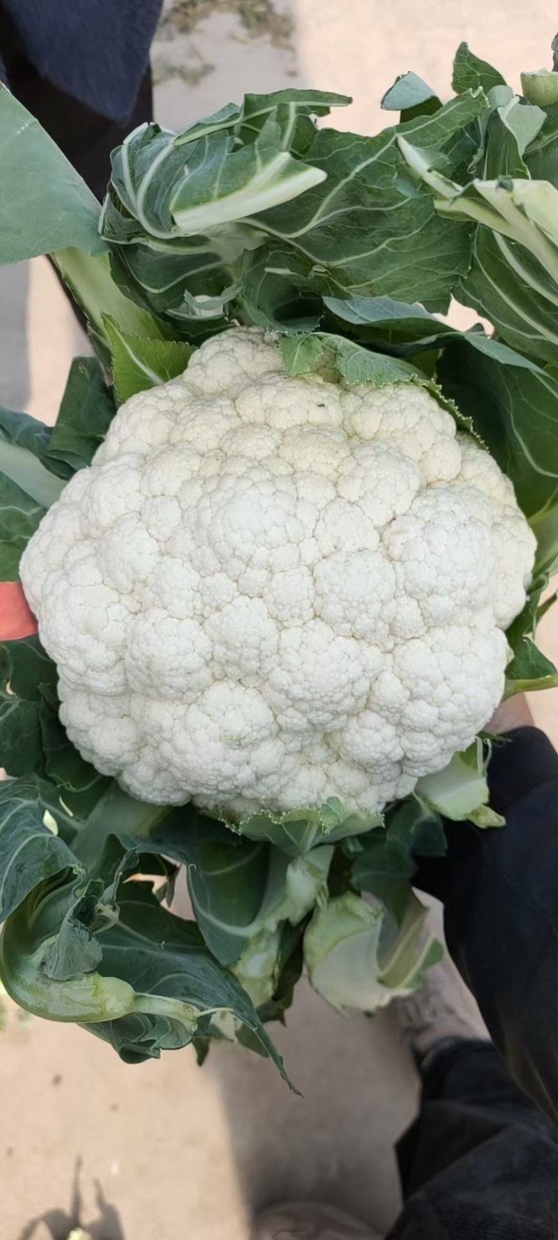 精品菜花大量上市，产地直发，新鲜采摘，欢迎各地客商联系