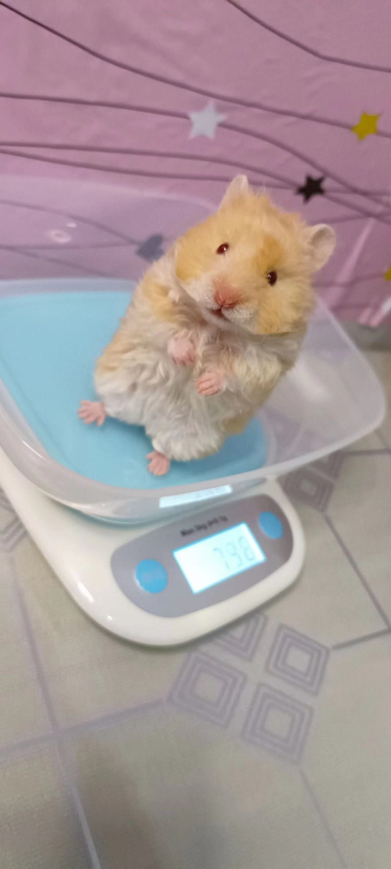 仓鼠