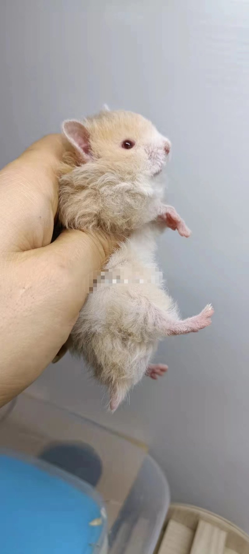 仓鼠